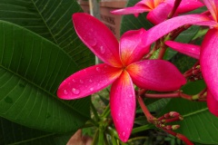 Leelavadee Plumeria